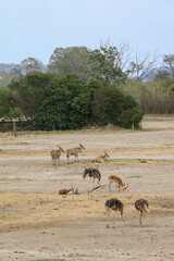 Animals congregating on an expansive, sun-drenched plain, engaging in grazing and resting activities, with green foliage in the background, showcasing the diversity and harmony of the wild.