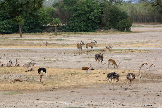 A serene scene of various animals grazing and resting on a vast, dry plain surrounded by greenery, emphasizing the harmonious interaction between wildlife and nature.