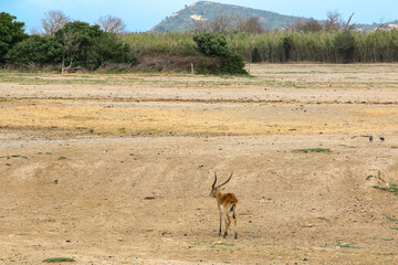 A lone antelope pauses on a sprawling, barren plain, framed by distant hills and an overcast sky, reflecting the quiet grandeur of nature.