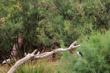 Hamerkop bird quietly perched on a bare tree branch, surrounded by lush, dense greenery. The natural setting highlights the bird’s harmonious presence in environment, creating a serene nature scene