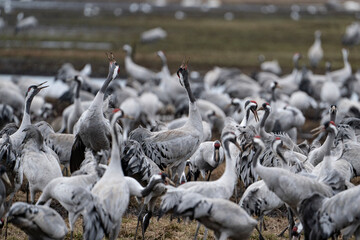 Group of cranes eating and fighting and standing around the lake