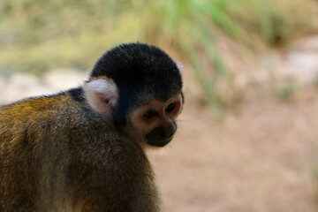 Squirrel monkey leaning against a wooden surface, its delicate hands gripping the edge. The soft fur and attentive expression are captured in warm, natural light, emphasizing the monkey curious nature