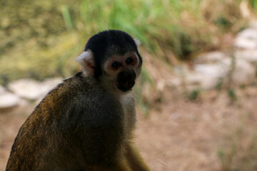 Squirrel monkey with bright, inquisitive eyes rests its hands on a wooden surface. The soft texture of its fur and the gentle light highlight the monkey's curious and thoughtful demeanor.