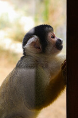 Squirrel monkey resting its hands on a wooden surface, with wide, bright eyes and soft fur. The natural light creates a serene ambiance, highlighting the monkey's gentle and attentive demeanor.