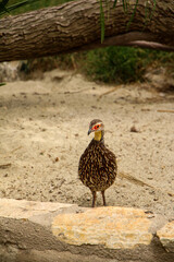 Yellow-necked spurfowl stands on a stone ledge against a sandy background, displaying its speckled plumage and bright red facial markings. The natural setting highlights the bird's distinctive feature