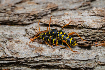 Ram beetle, common ram beetle or wasp beetle is a beetle from the longhorn beetle family, Cerambycidae, Clytus arietis, Clytus