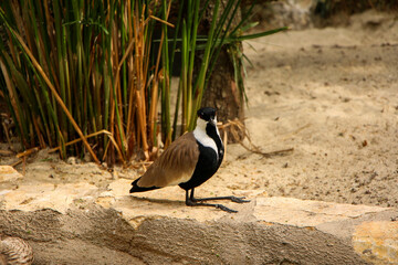 Spur-winged lapwing with distinctive black, white, and brown plumage perched on a stone ledge beside tall grass. The natural environment highlights the bird's detailed markings and tranquil presence
