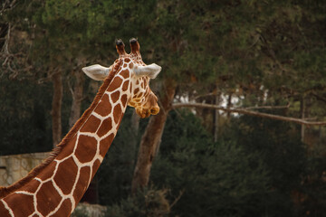 Giraffe with a long neck and unique patterned fur standing gracefully against a backdrop of dense forest. The natural light highlights the animal's elegance and serene presence.