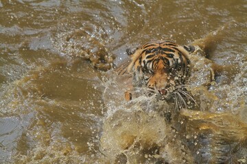 A Sumatran tiger playing in the pool during the day at the zoo