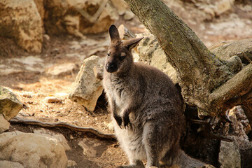 Fototapeta premium Wallaby sitting among rocks in a sunlit environment. The animal's fur harmonizes with the earthy hues of the stones, creating a peaceful and natural scene.