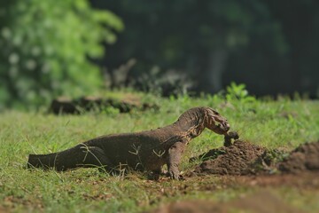 a salvator lizard bit off a piece of bone on the mound