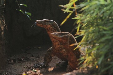 a pair of salvator lizards roamed the rocks while watching around during the day
