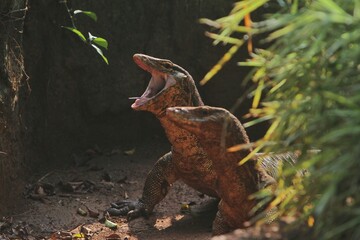 a pair of salvator lizards roamed the rocks while watching around during the day