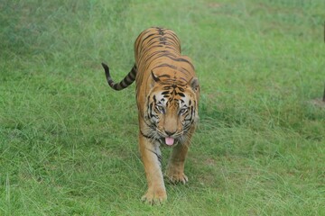 A Bengal tiger walks on the grass during the day at the zoo