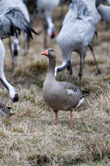 Cranes (grus grus) during a courtship dance and in the background a group of cranes eating and fighting and standing around the lake