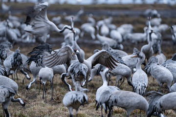 Group of cranes eating and fighting and standing around the lake