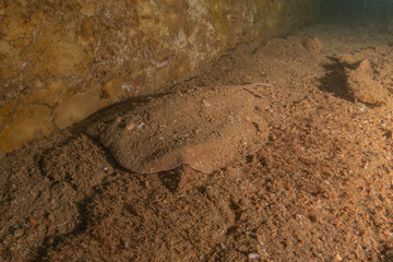 Torpedo sinuspersici On the seabed  in the Red Sea, Israel
