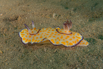Sea Slug in the Red Sea Colorful and beautiful, Eilat Israel
