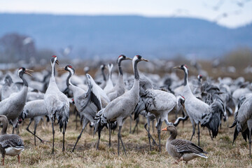 Obraz premium Group of cranes eating and fighting and standing around the lake