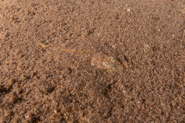 Sea Horse in the Red Sea Colorful and beautiful, Eilat Israel
