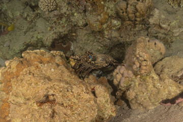 Lobster at the Red Sea Colorful and beautiful, Eilat Israel
