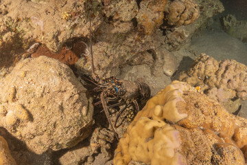 Lobster at the Red Sea Colorful and beautiful, Eilat Israel
