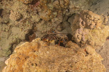 Lobster at the Red Sea Colorful and beautiful, Eilat Israel
