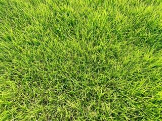 Close up green grass in the yard