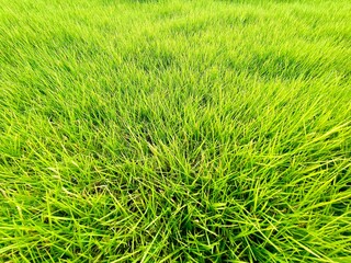 Close up green grass in the yard