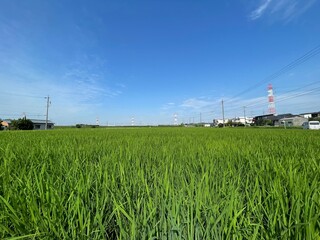 panoramic view of green rice fields with blue sky background in the morning