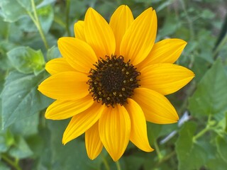 macro shot. sunflower blooming in summer