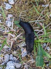 A black slug seen in its natural habitat, moving slowly along a path covered with grass and gravel