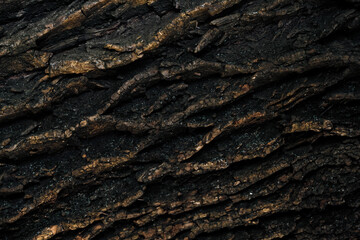 close-up of tree bark texture