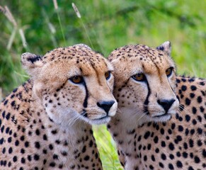 Two of the three cheetah brothers that live in Kruger National Park.