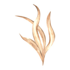 Obraz premium Underwater Seaweed. Hand drawn watercolor illustration isolated of background. Oceanic Algae, sea laminaria. Marine tropical flora theme. Clipart for cosmetic, print, food production, sticker, label.