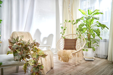 A modern cozy beautiful room with a braided rope macrame swing, chair, green plants, small table and curtains. Interior and background. Location for photo shooting