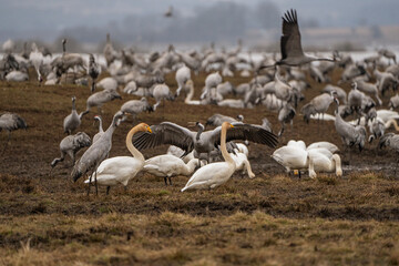 Cranes (grus grus) during a courtship dance and in the background a group of cranes eating and fighting and standing around the lake