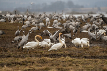 Cranes (grus grus) during a courtship dance and in the background a group of cranes eating and fighting and standing around the lake