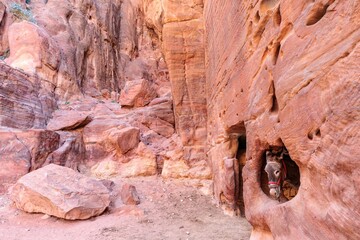 A donkey or mule among the ruins of Petra, an ancient Nabataean city in present-day Jordan