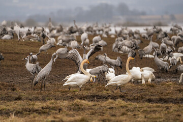 Cranes (grus grus) during a courtship dance and in the background a group of cranes eating and fighting and standing around the lake