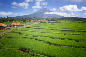 Obraz premium Mt Semeru with green paddy in Indonesia
