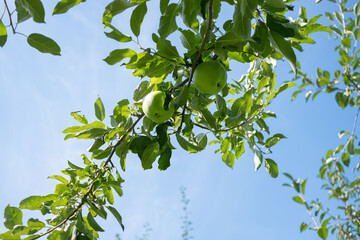 Ripe green apples on an apple tree with satisfying green leaves and the blue sky in the back
