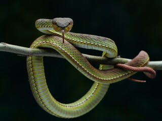 Manggrove pit viper closeup face on branch ready to attack, Trimeresurus purpureomaculatus, 08 August 2024 Indonesia
