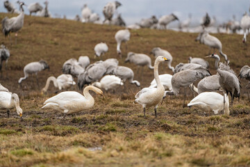Swan, swans (Cygnus) flapping its wings, cranes (Grus grus) in the background