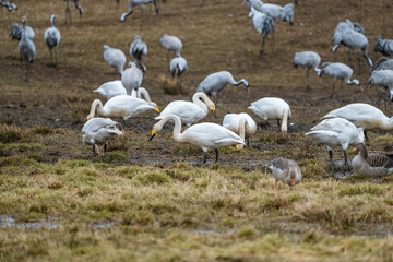 Swan, swans (Cygnus) flapping its wings, cranes (Grus grus) in the background