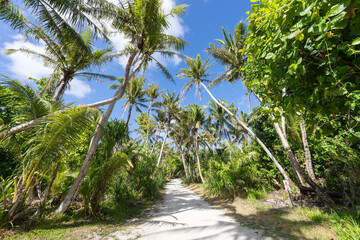 Jungle trail with palm trees, Guam, US Territory