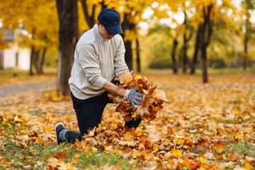 Cleaning of autumn leaves in the park. A volunteer wearing gloves collects a bunch of yellow fallen...