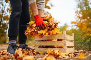 Cleaning of autumn leaves in the park. A volunteer wearing gloves collects a bunch of yellow fallen leaves in an autumn park. Ecology concept.