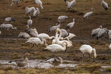Swan, swans (Cygnus) flapping its wings, cranes (Grus grus) in the background