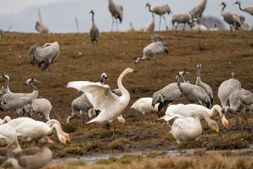 Swan, swans (Cygnus) flapping its wings, cranes (Grus grus) in the background